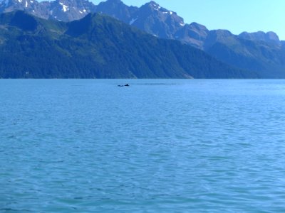 Harbour Porpoise