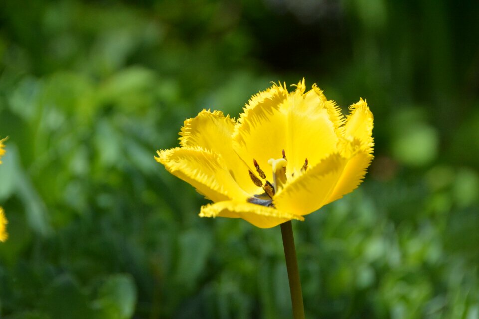 Plant nature blossom photo