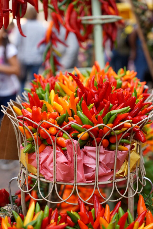 Basket vegetables harvest