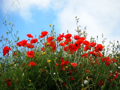 Spring red poppy