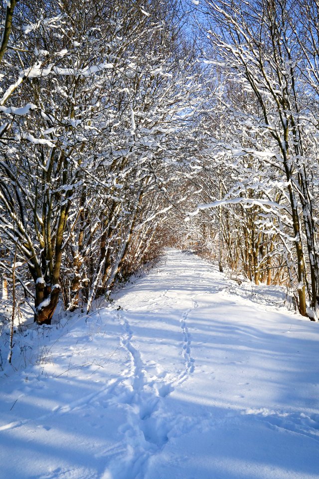 Schneelandschaft
