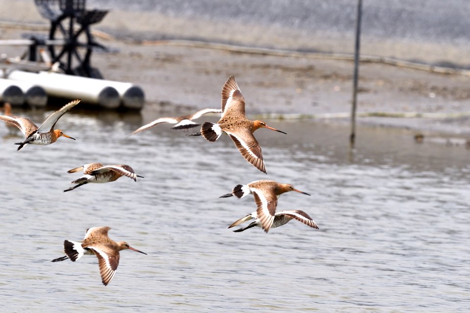 Black-tailed Godwit
