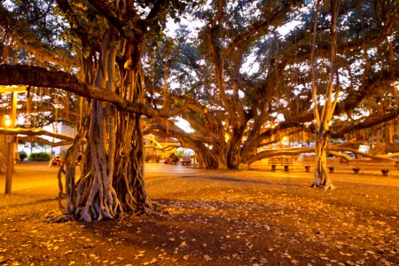 138 (Banyan Tree)