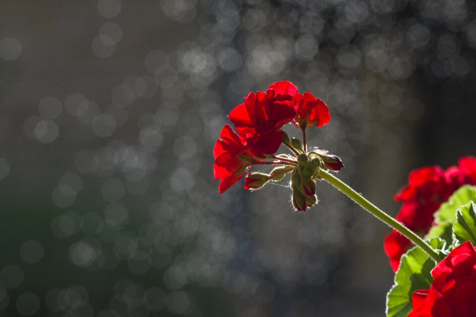 Dark red geranium garden