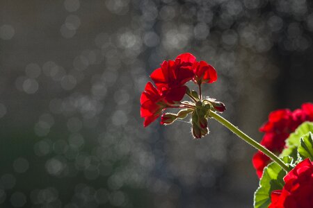 Dark red geranium garden
