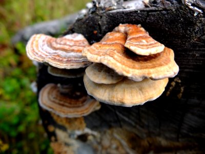 DSCF7982