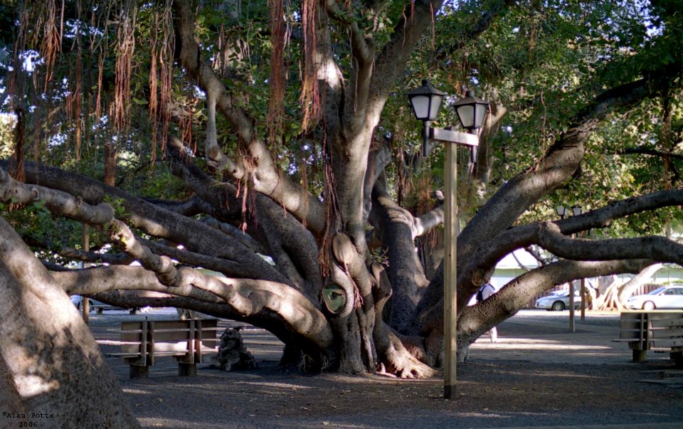 23 (Banyan Tree at Lahaina)