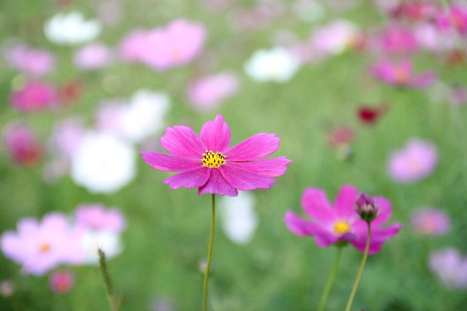Flower plant nature