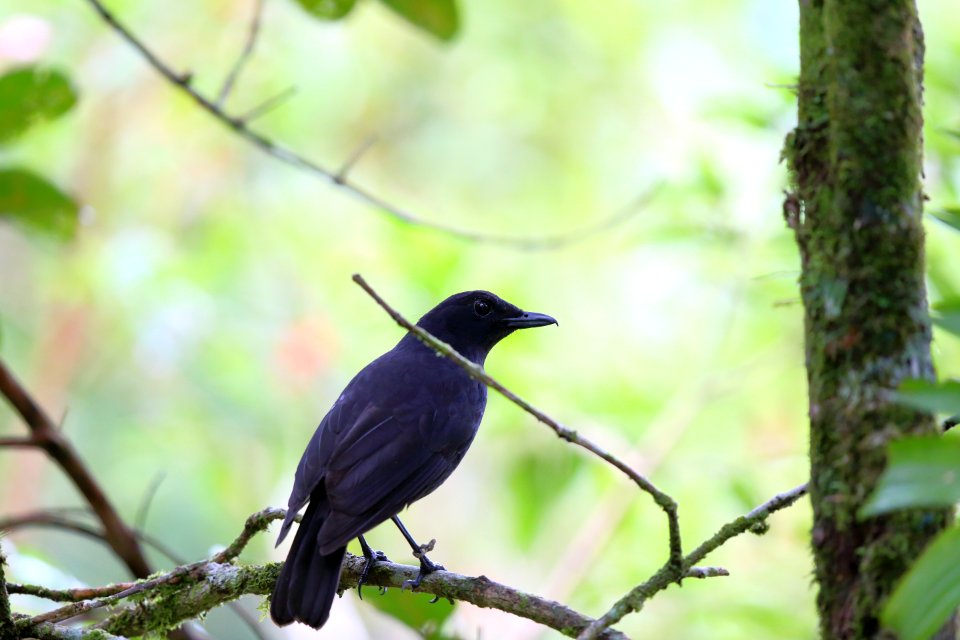 Bornean Whistling Thrush