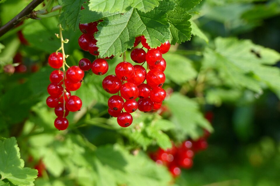 Summer fruit plant red