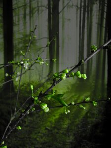 Bloom trees spring flower photo