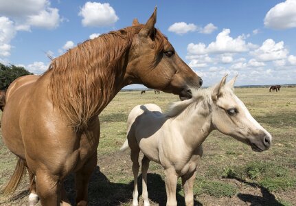Ranch animals equestrian