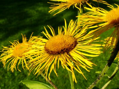 Flowers yellow composites