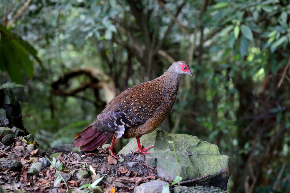 Swinhoe's Pheasant