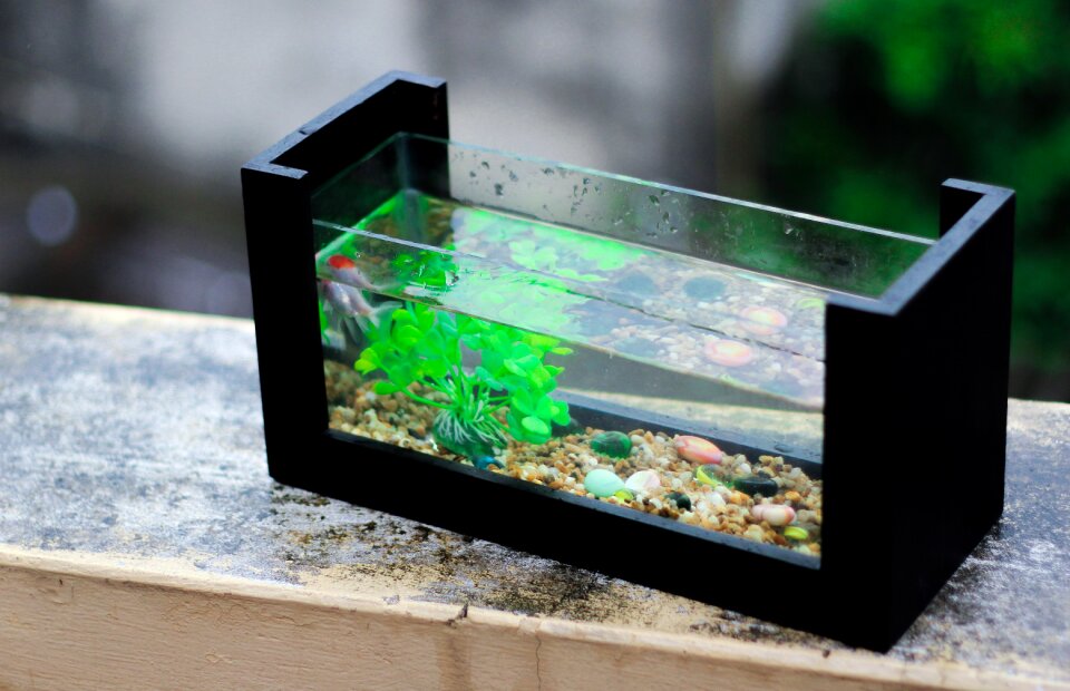 Aquarium fish aquarium plant
