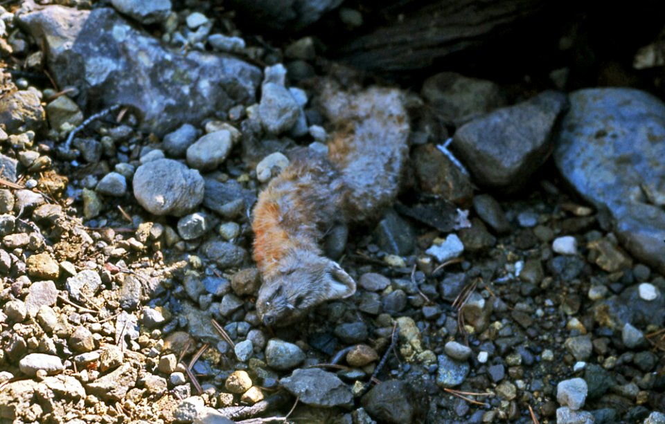 Death Gulch & dead pine marten (Yellowstone, Wyoming, USA) (1973)