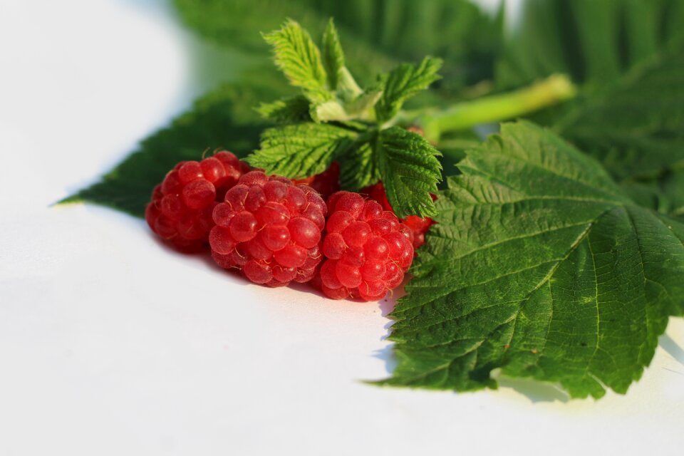 Raspberry letter Free photos
