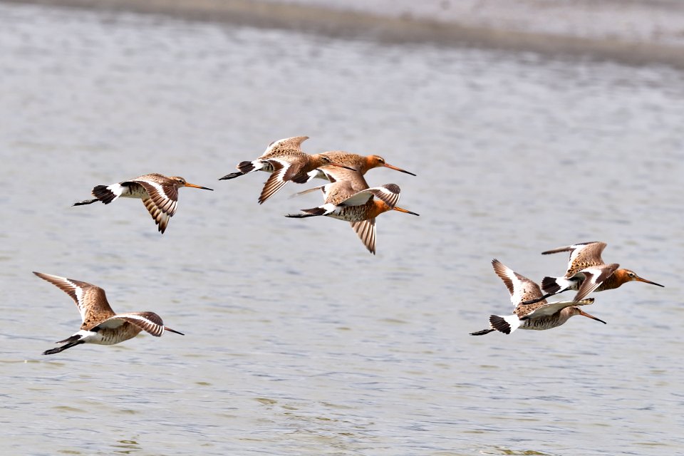Black-tailed Godwit