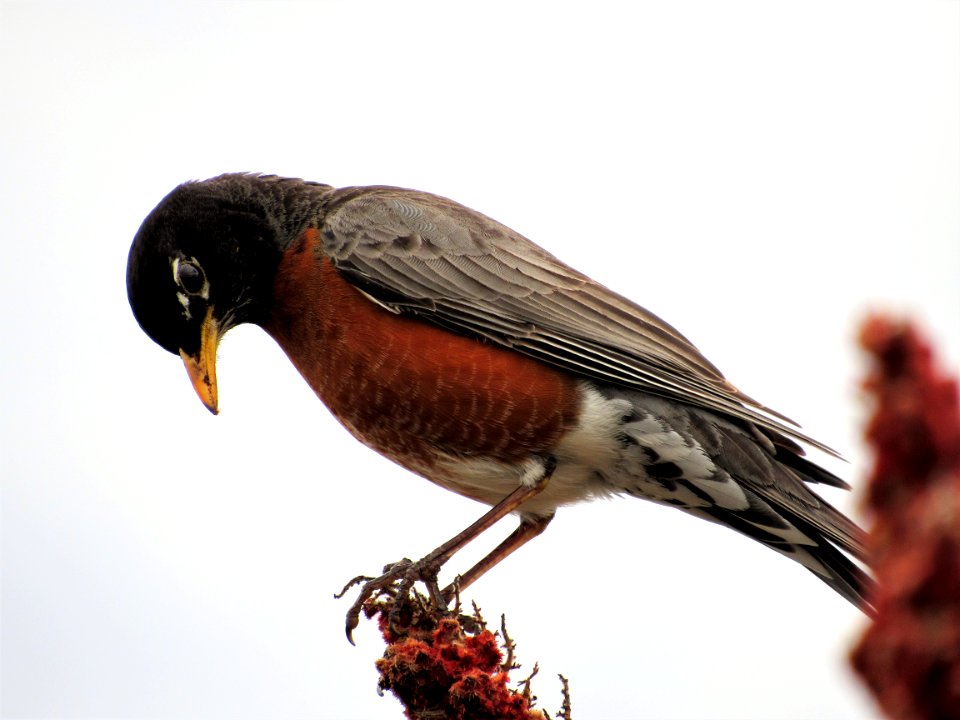 American Robin Turdus migratorius