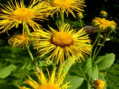 Flowers yellow composites