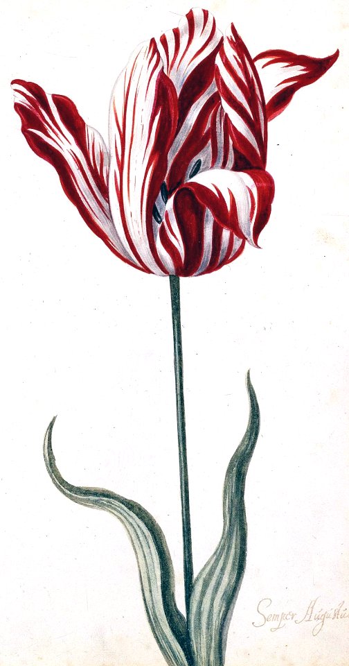 "Semper Augustus" (breaking tulip, diseased by Potyvirus)