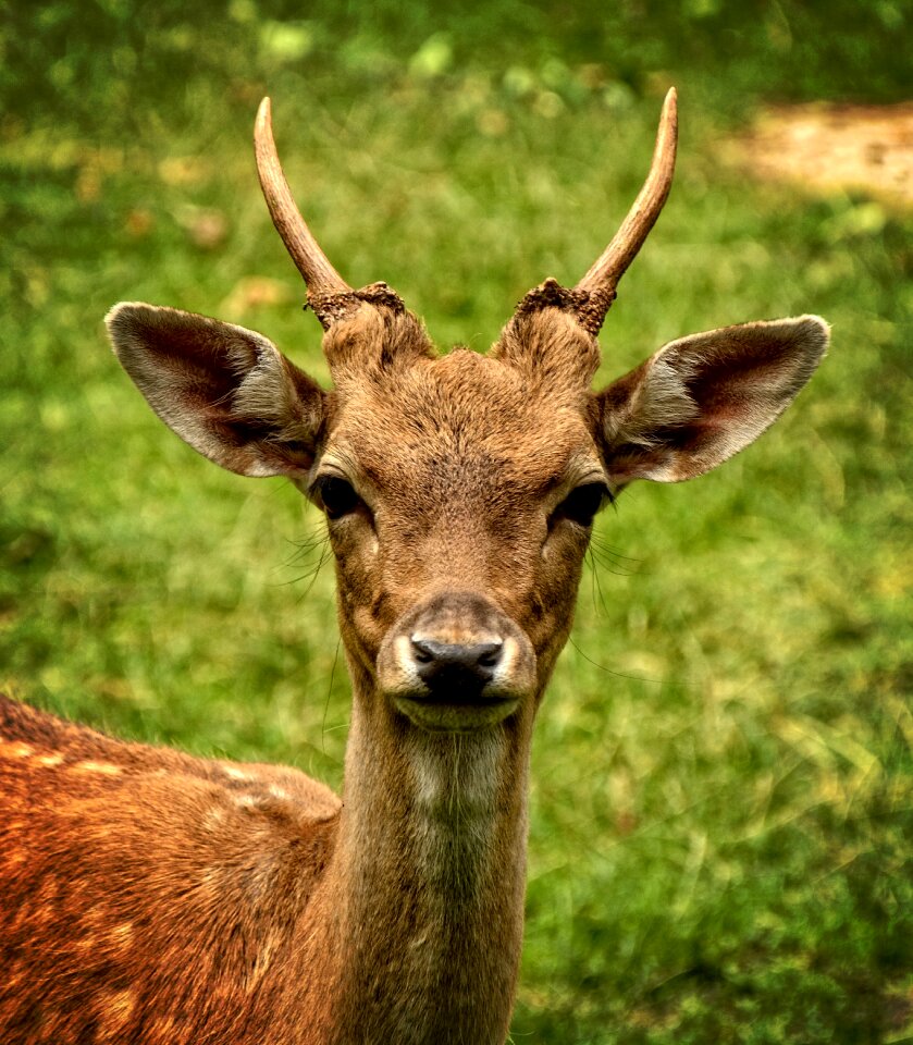 Female wild animal livestock