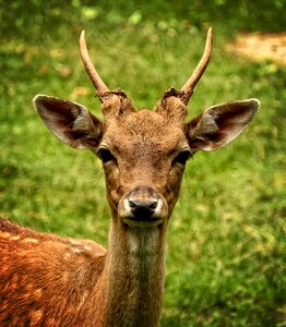 Female wild animal livestock