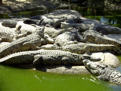 Dangerous wildlife alligator photo
