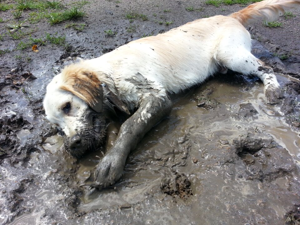 Meadow kennels spout