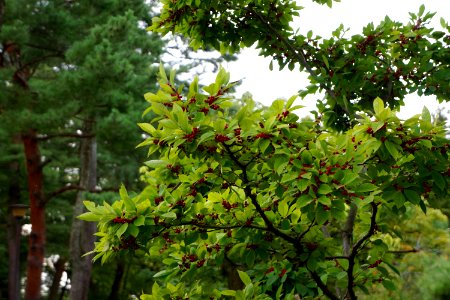 兼六園 / Kenrokuen Garden