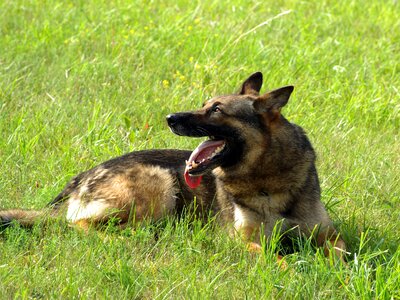 German shepherd dog animal