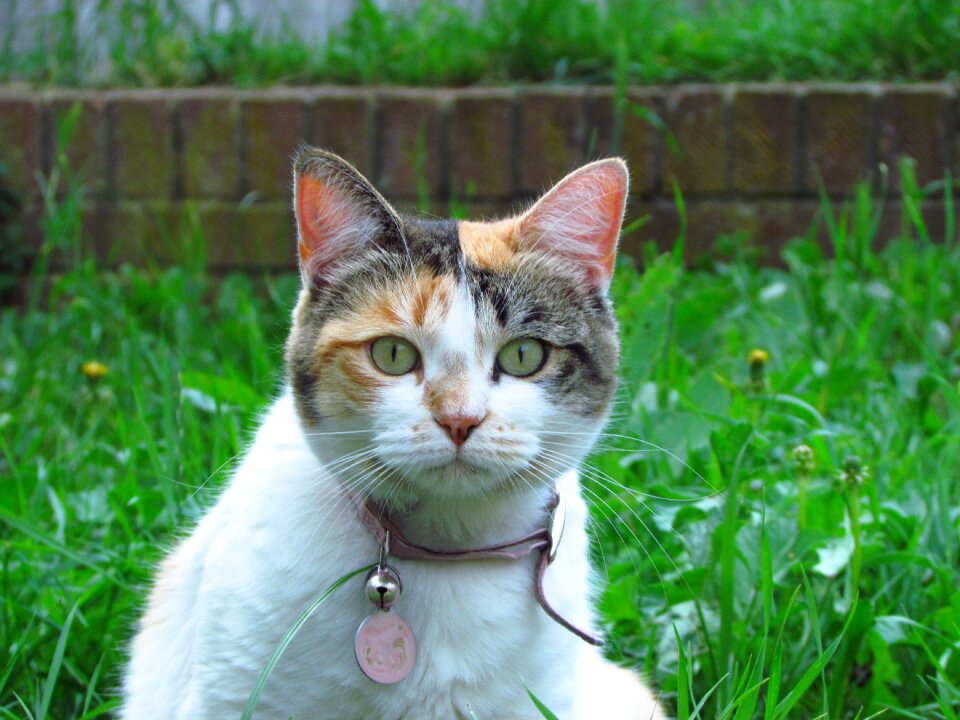 Domestic feline outdoor