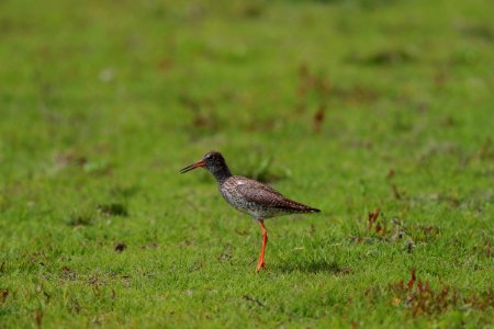 Commom Redshank
