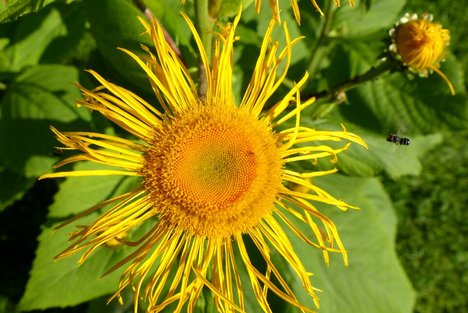 Flowers yellow composites