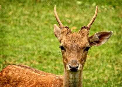 Female wild animal livestock