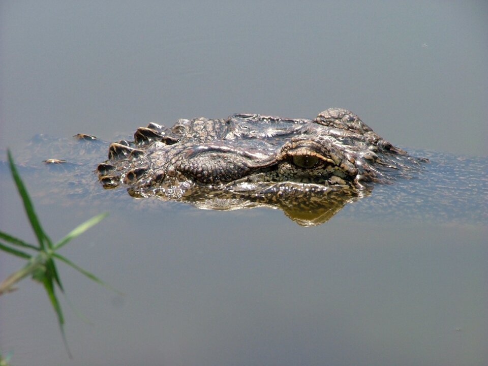 Wildlife nature water