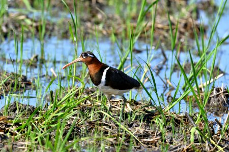 Painted Snipe