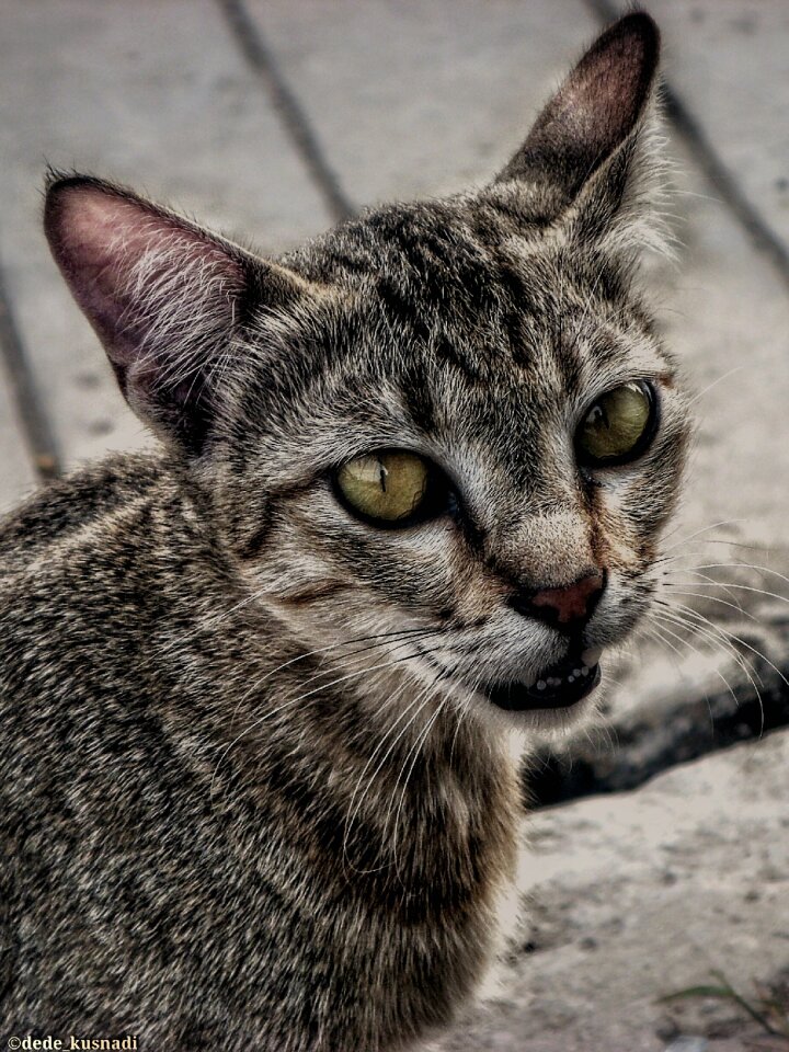 Cat hairy beautiful
