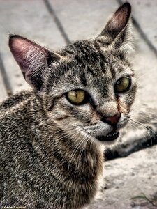 Cat hairy beautiful