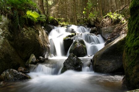 Forest flow bach photo