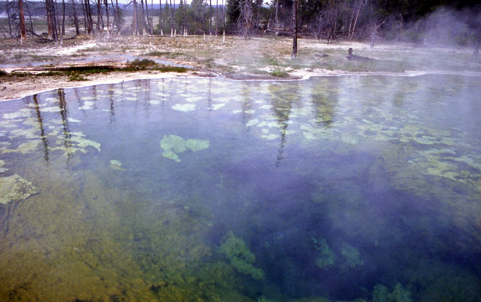 Mushroom Pool (June 1995) 1
