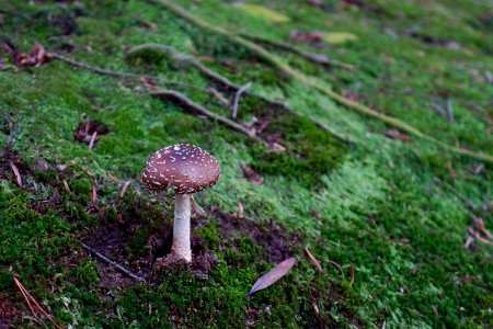 テングダケ / Amanita pantherina