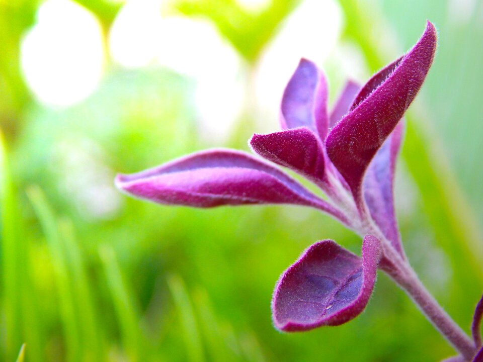 Plant design branch
