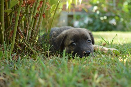 Animal pet young dog photo