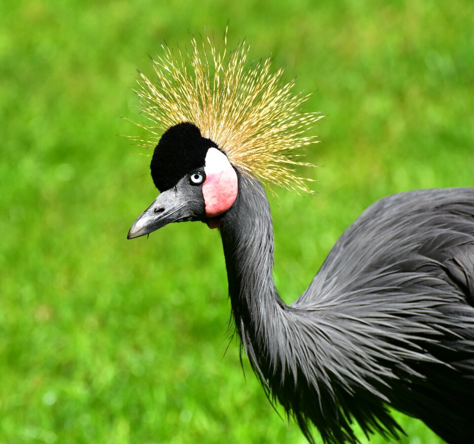 Balearica pavonina bill crane