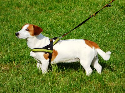 Pet animals snout
