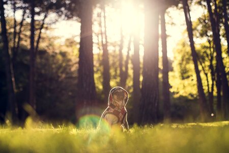 Meadow dressed hooded