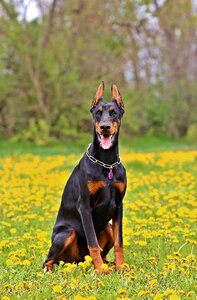 Dog grass nature