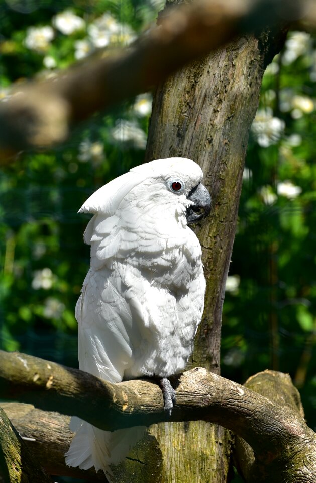 Birds black close up