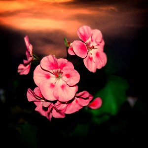 Geraniums Lingering at Sunset photo